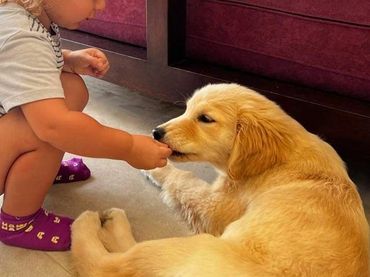 good with children golden retriever