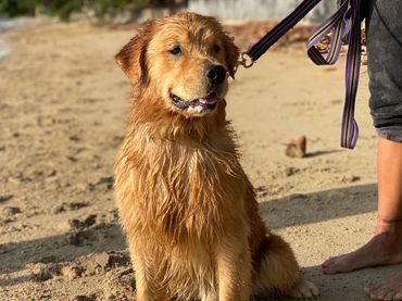 guru the golden retriever phuket thailand