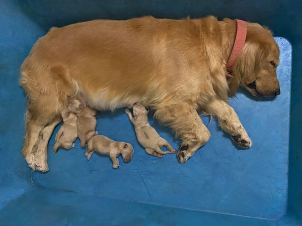 Maybelline with her first litter of puppies 28-2-2024
