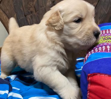 3 week old Golden Retriever Puppy