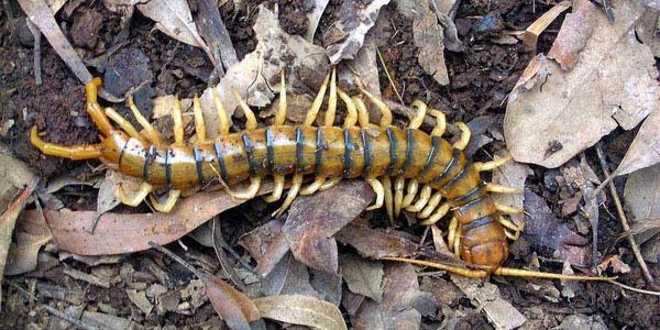 Giant Centipede - Photo by John E Hill 2007