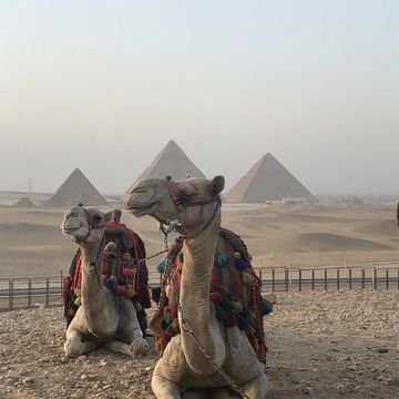 Tourist riding a camel near the Pyramids of Giza in Egypt with desert background

