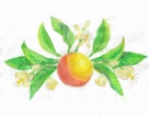 Orange blossom catering
