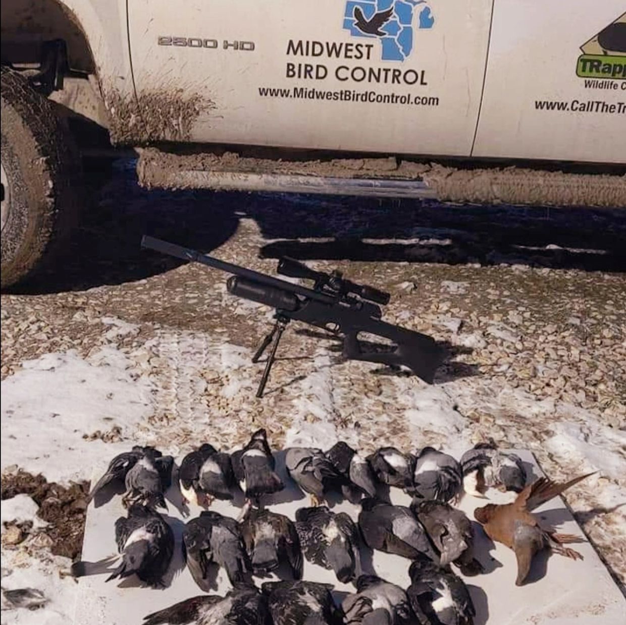 several pigeons removed from this chicken farm facility in storm lake iowa area