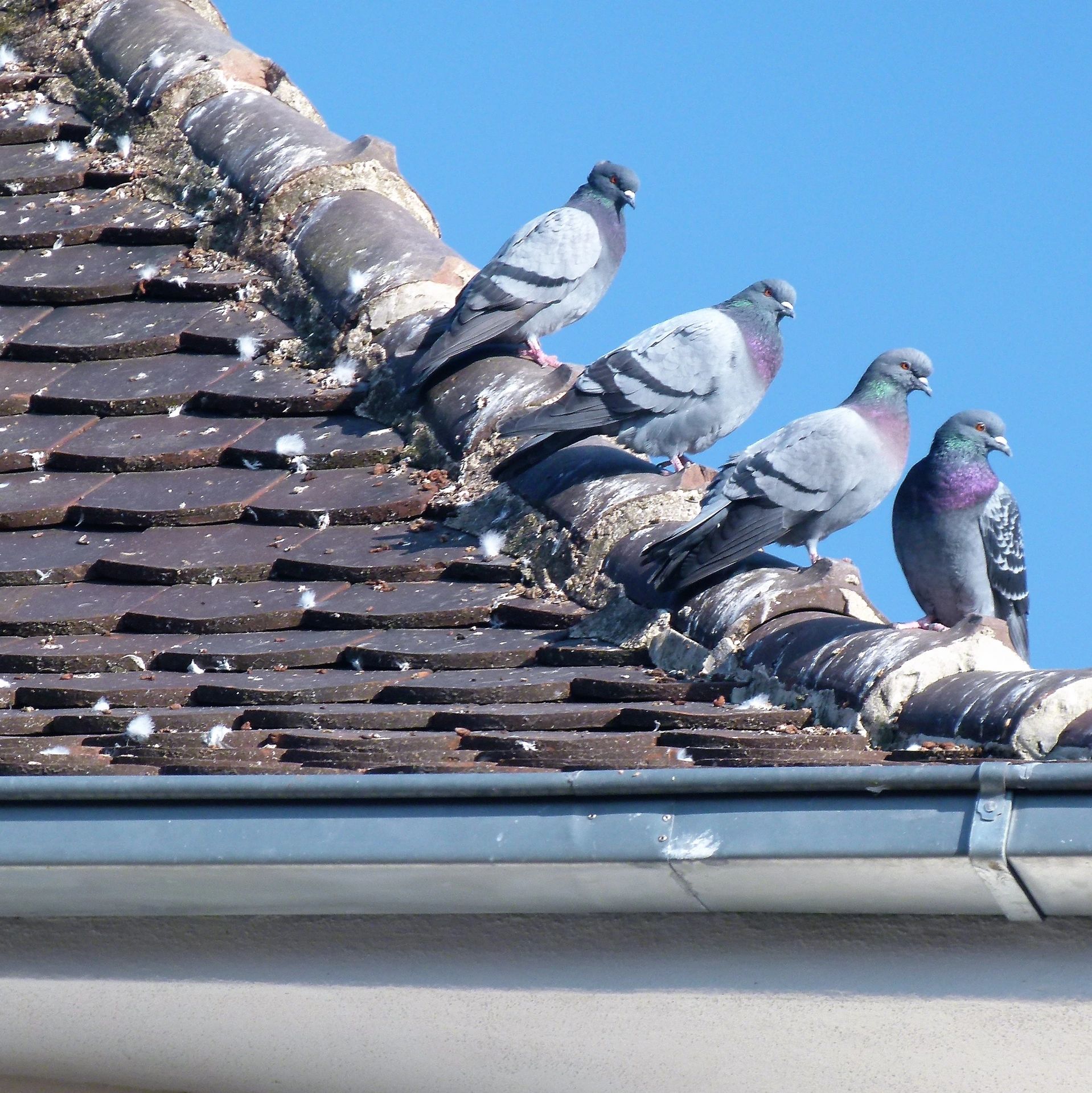 pigeons on a roof ledge
