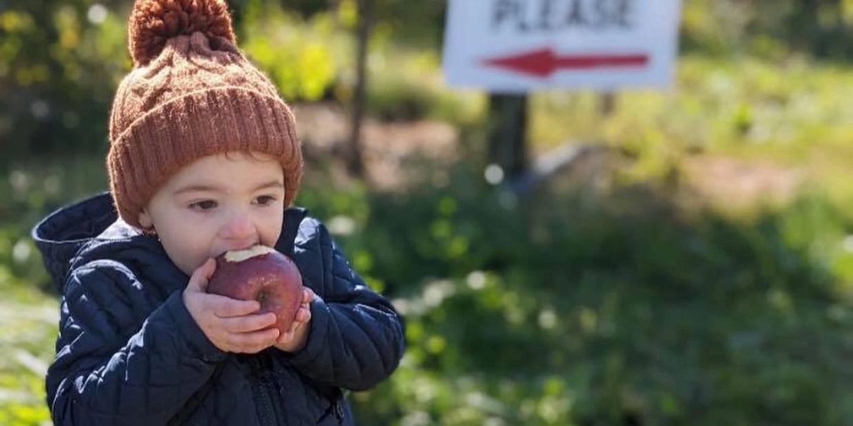 child eating an apple after she picked it from the orchard