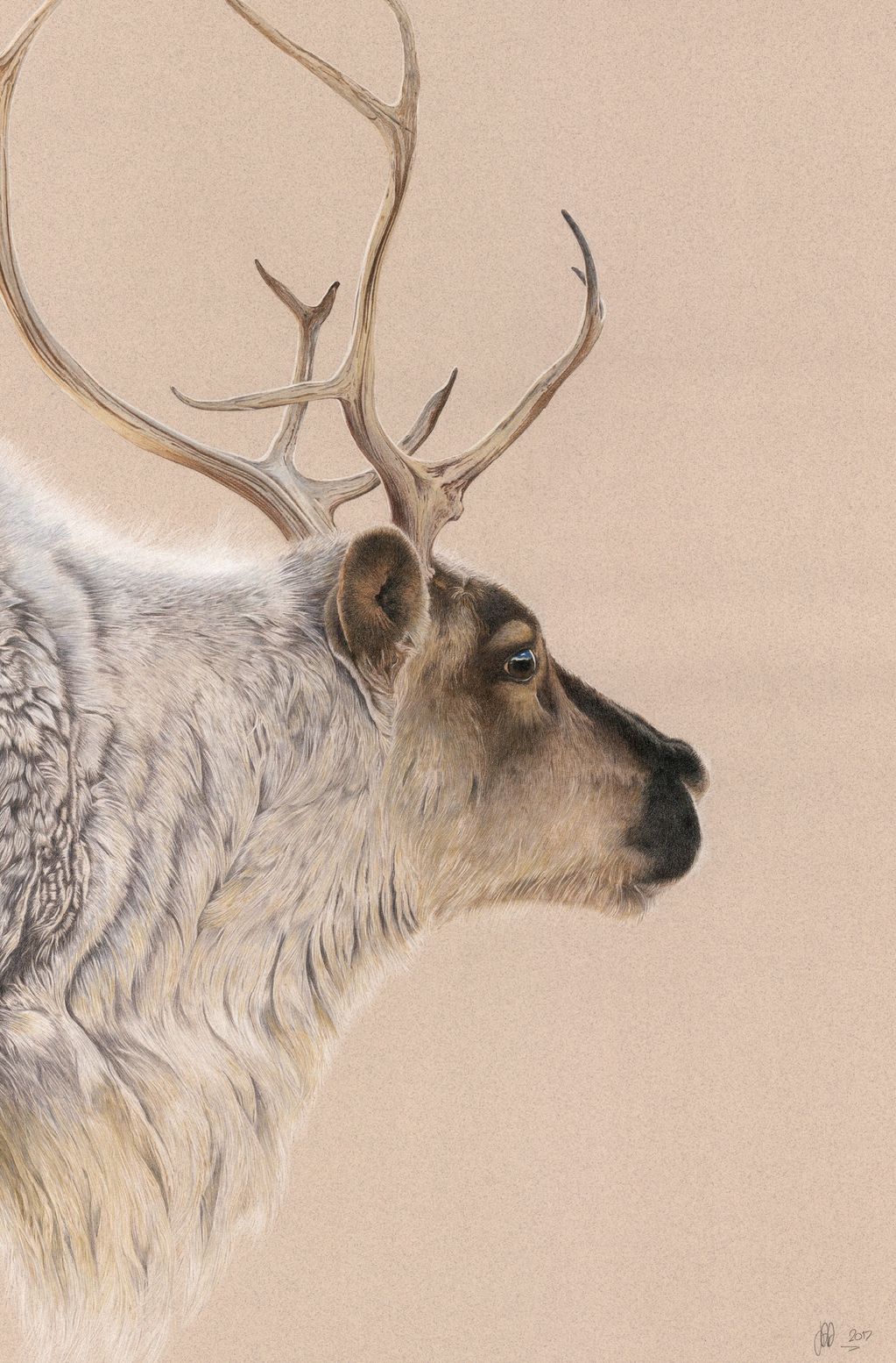 Caribou portrait - colour pencil drawing