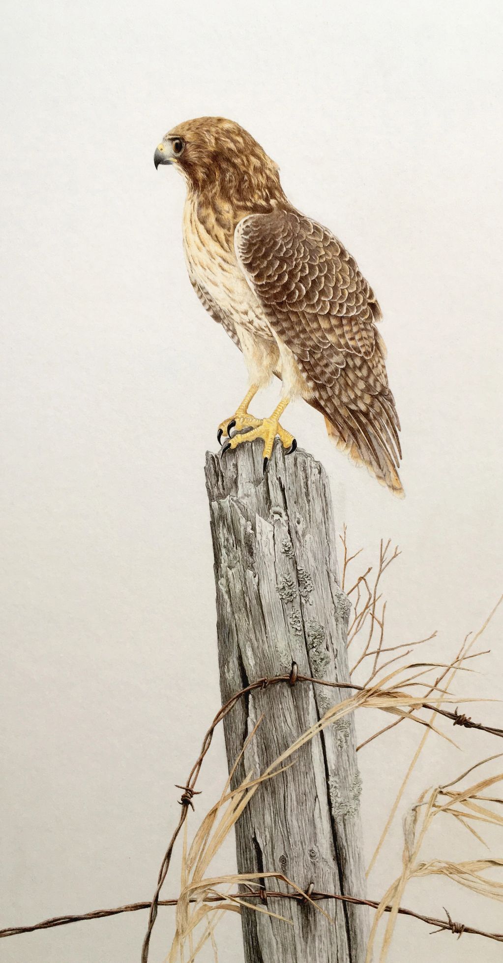 Red-tailed hawk - colour pencil drawing