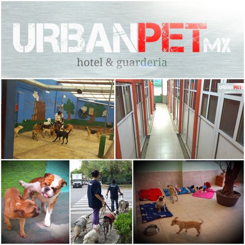 Perro - Urban pet mx - Hotel guarderia para perros canino
