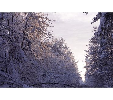 Perlacher Forst