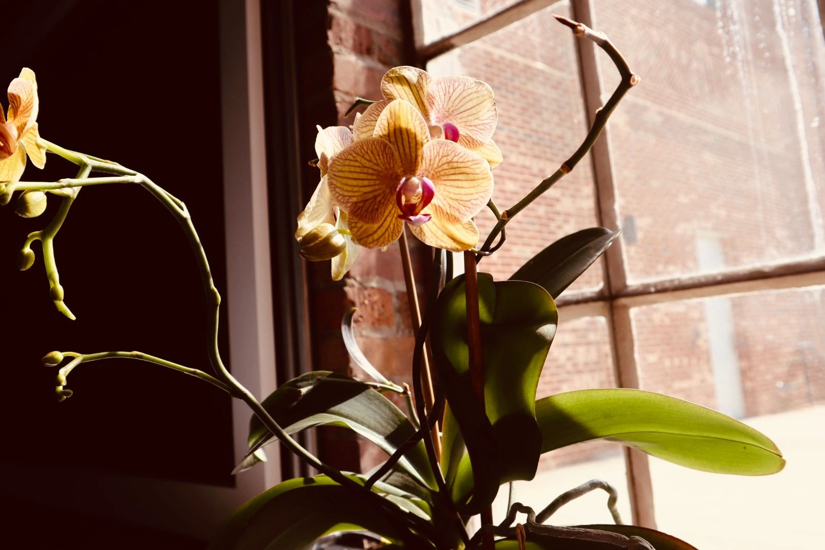 Orchid blooming by a sunlit window with brick wall backdrop.