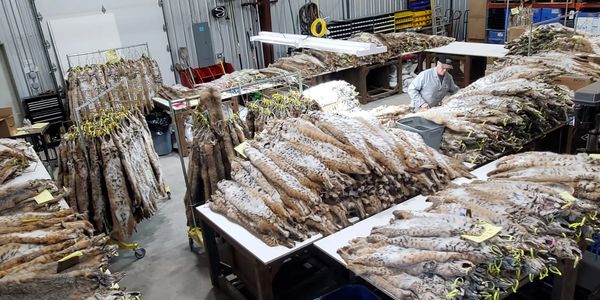 Don Judkins grading and sorting Lynx cat
