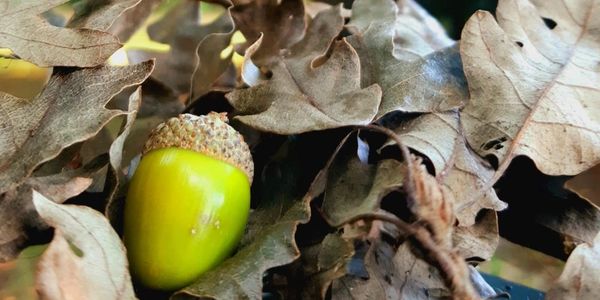 Acorn ready to become the next generation oak tree