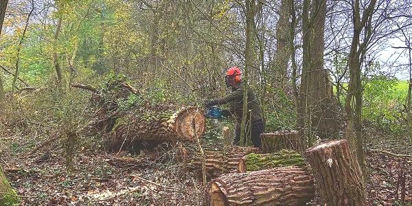 Working in woodland with a chainsaw. clearing fallen tree to establish coppice stools