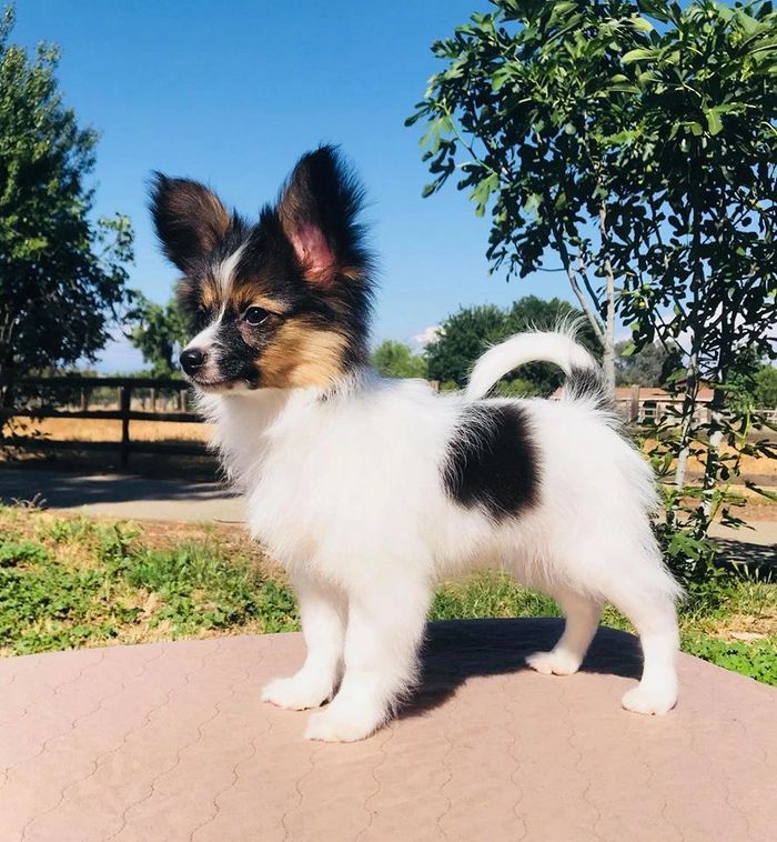 Paparazzi Papillons Papillon Breeder, Papillon Dogs, Breeder