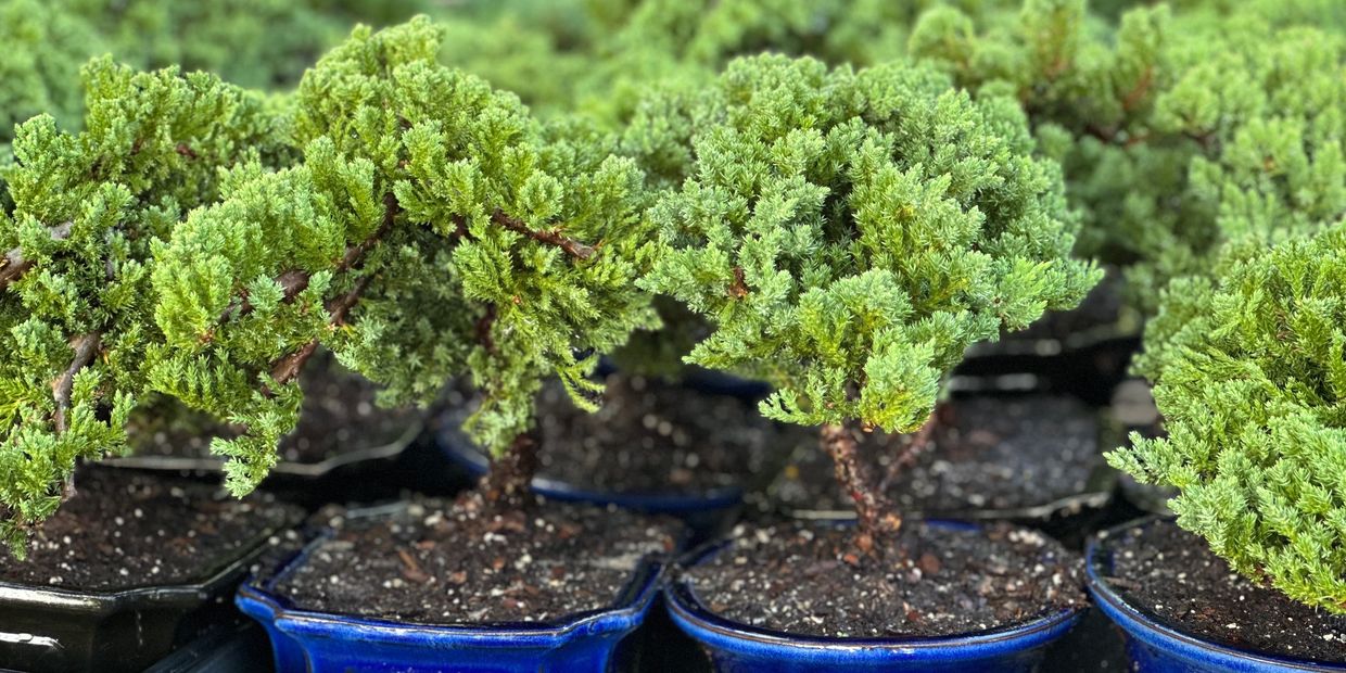 Small bonsai trees in blue pots on a tray.