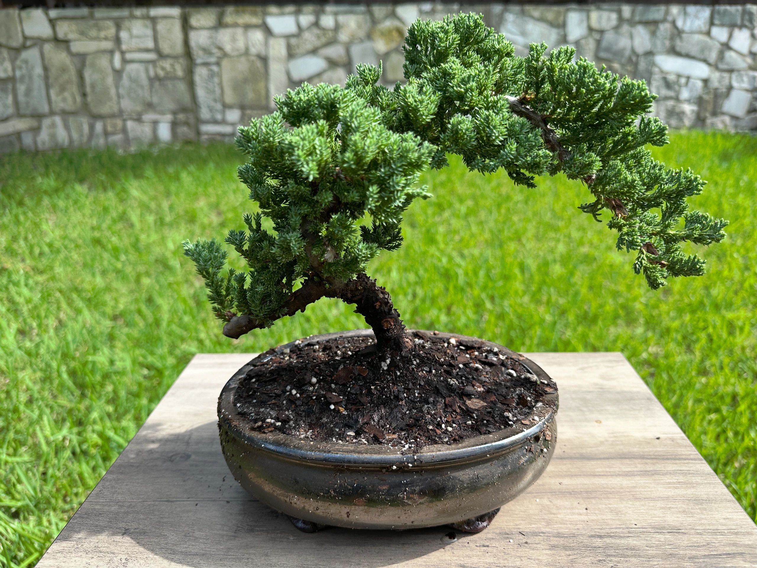 A small bonsai tree in a round pot on a wooden surface outdoors.