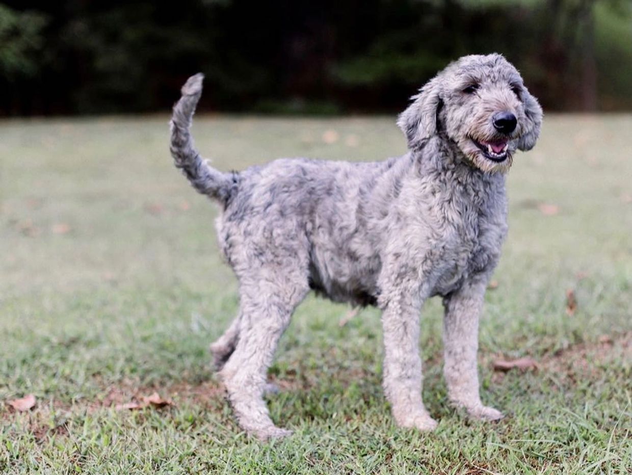 Lesha's Whoodles Hypo Allergenic, NonShedding Dogs