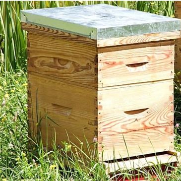 Denison Texas Bee Removal, Denison tx Bee Removal, Denison Texas Bee keeper, denison tx beekeeper