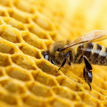 Mckinney Texas Bee Removal, Mckinney tx bee removal, mckinney texas bee keeper, mckinneytx beekeeper