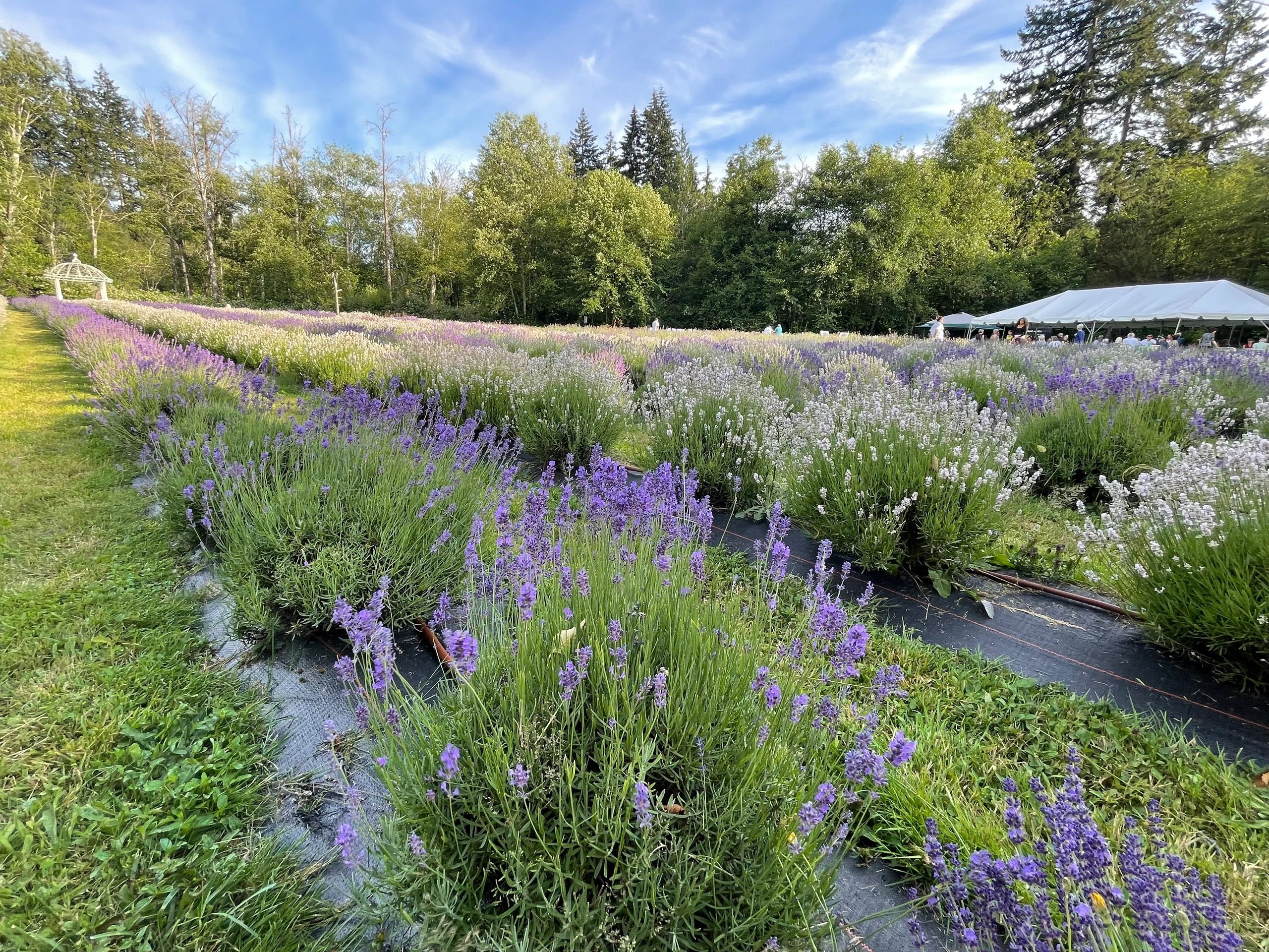 Lavender Farm Events