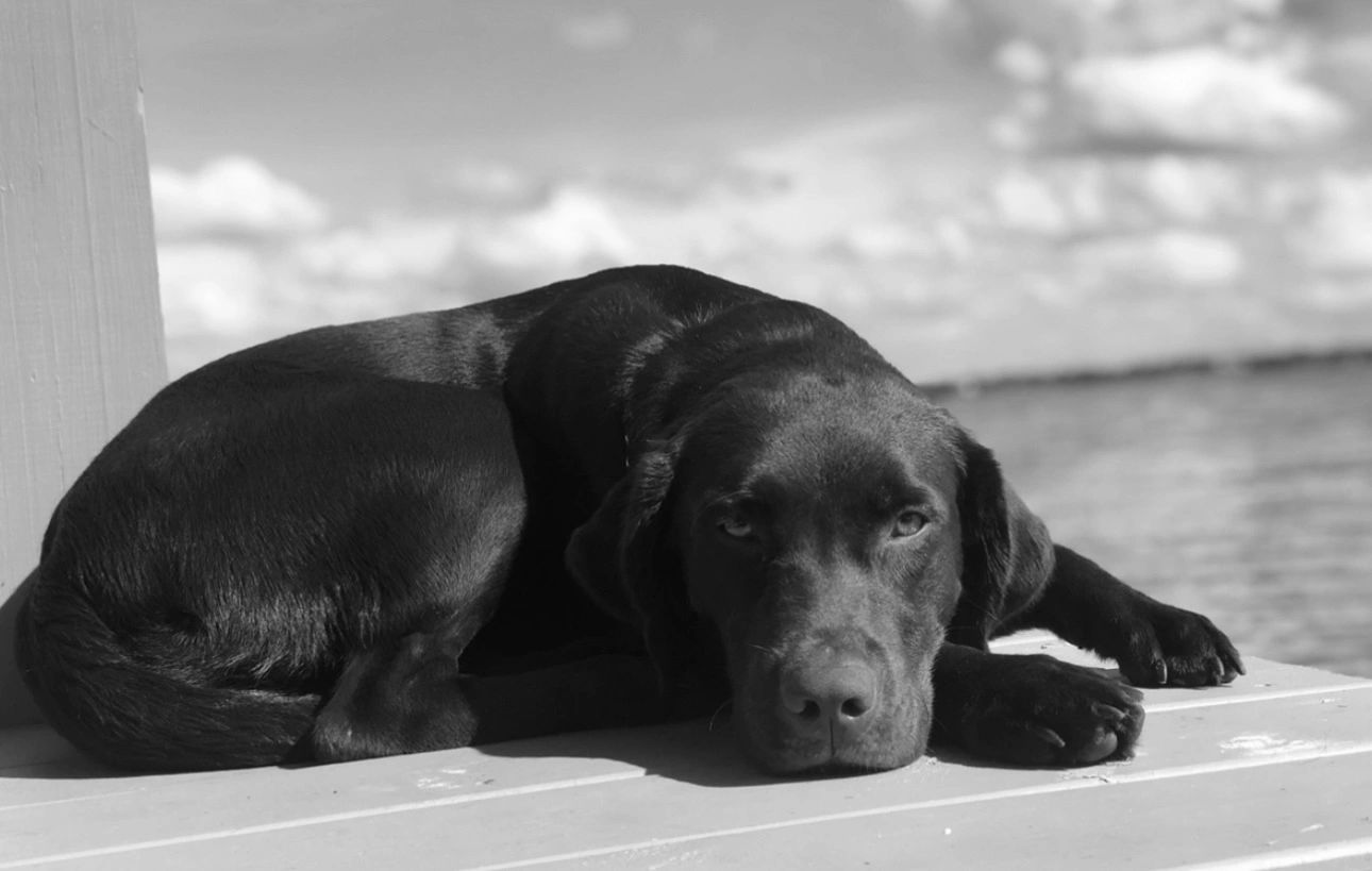 Labrador Base ACCLabradors