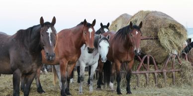 Group of horses standing near haystack.
