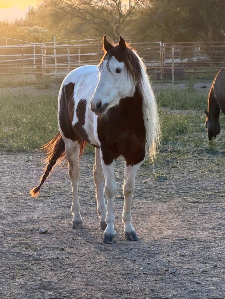 A brown and white horse with a long mane stands in a sunlit paddock.