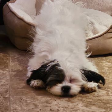 Fluffy black and white puppy sleeping on the floor beside a cozy bed.