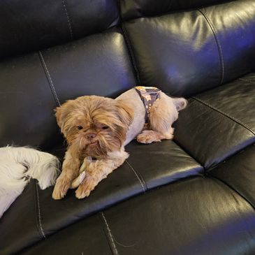 Small brown dog with a bone lying on a black leather couch.