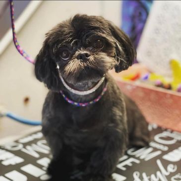 Small black dog with expressive eyes and a colorful collar.