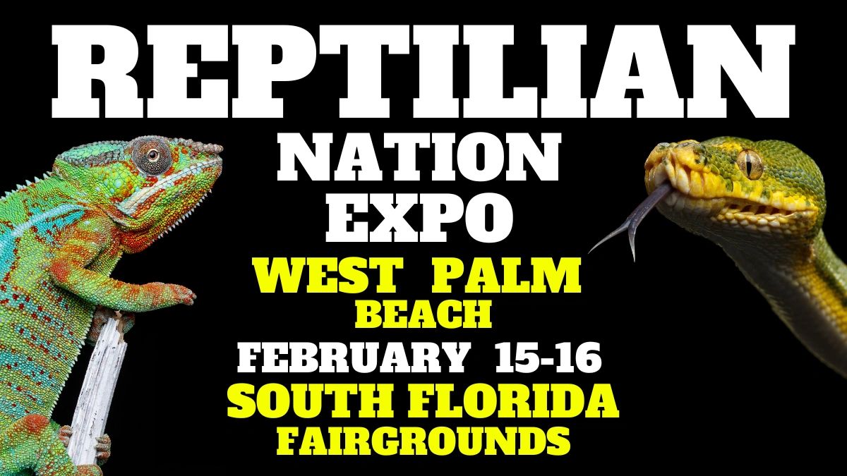 The Ultimate Guide to the West Palm Beach Reptile Show