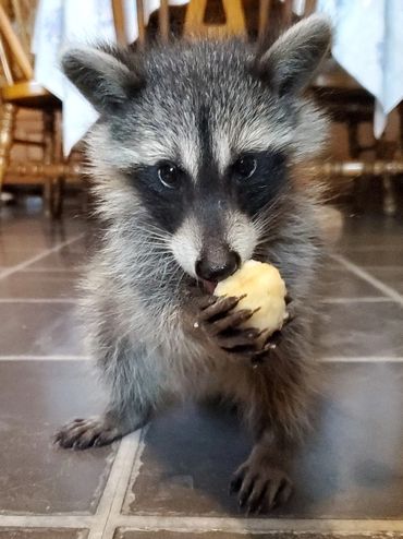 MOLLY RACCOON