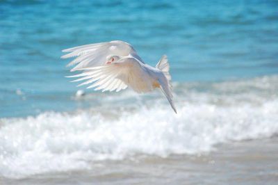 Möwe fliegt über das Meer.