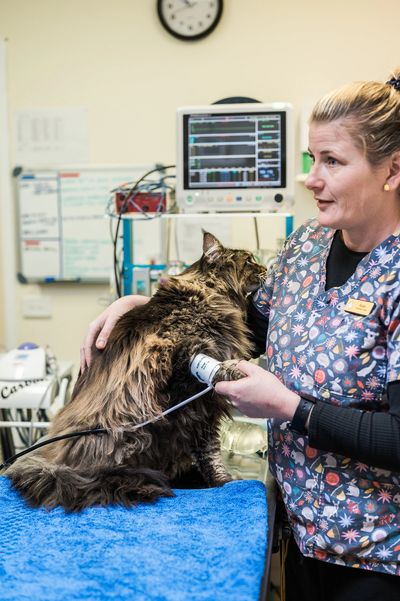Veterinarian checking a cat's health with medical equipment in a clinic.