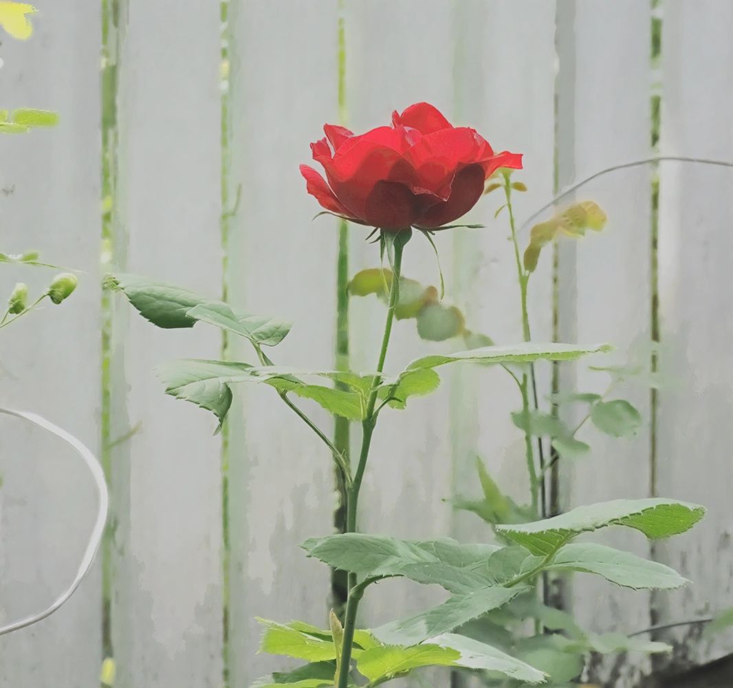 ROSE GARDEN 2025