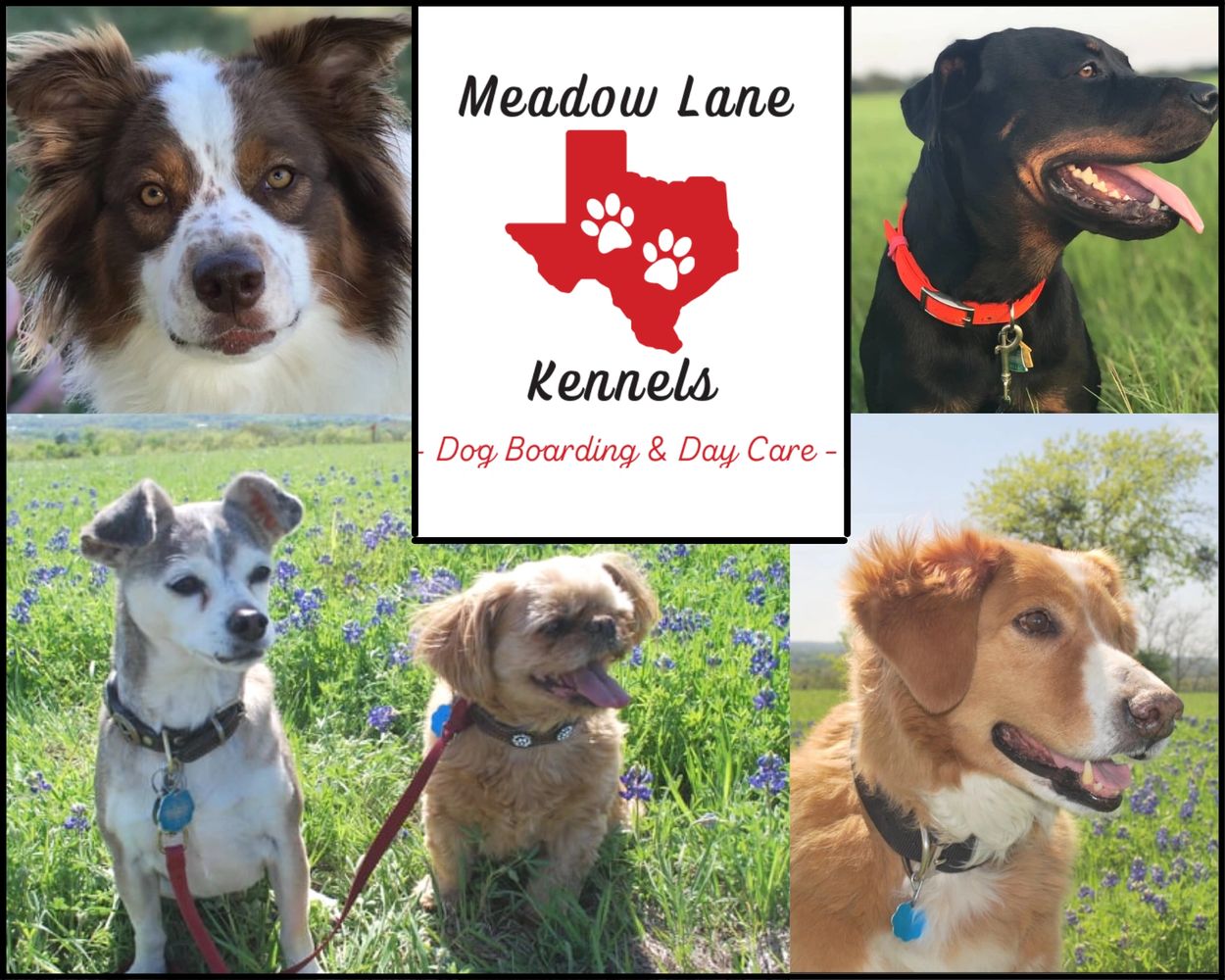 Dog boarding and dog day care, Weatherford, Texas, at Meadow Lane Kennels.
