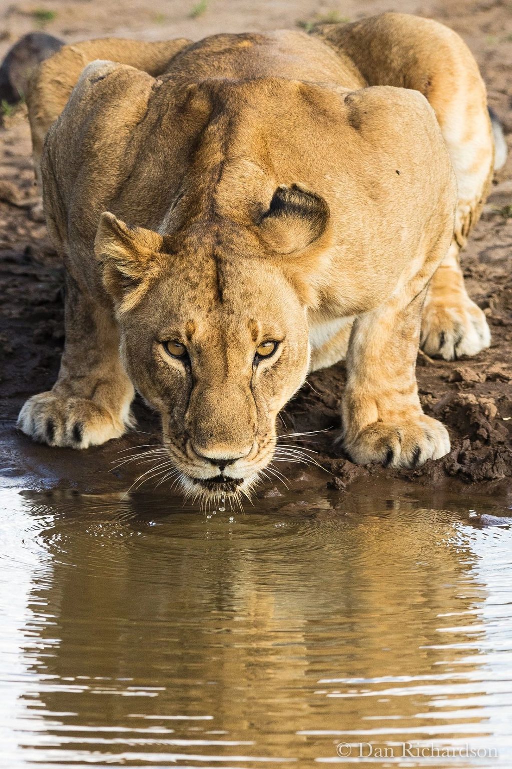 Lioness drinking from the Mara River
