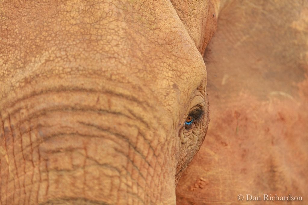 Eye to eye with a wild elephant