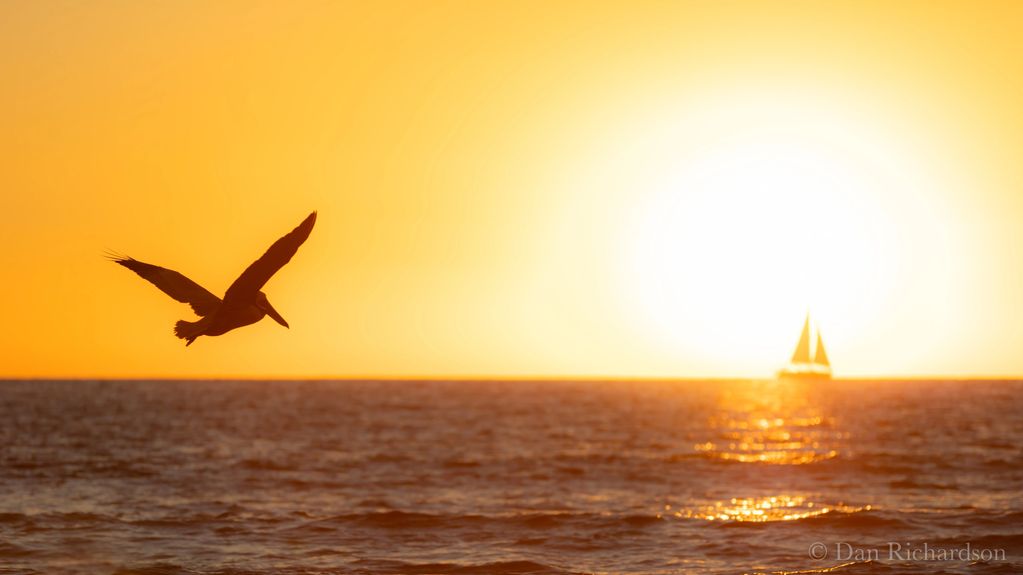 A pelican and a distant sailboat against the setting sun over the Pacific. Captured at Hermosa Beach