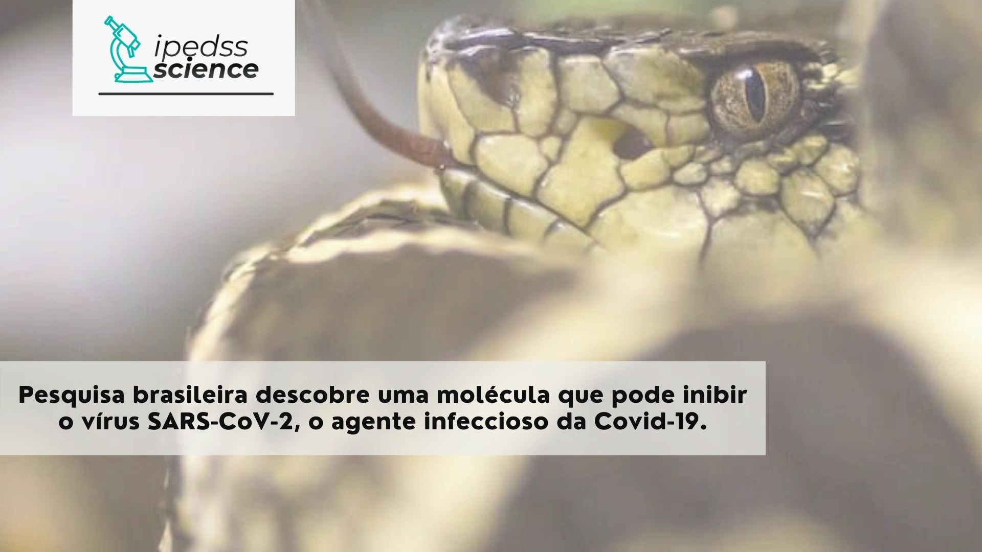 Molécula em veneno de cobra inibe reprodução do coronavírus, revela  pesquisa brasileira - Forbes