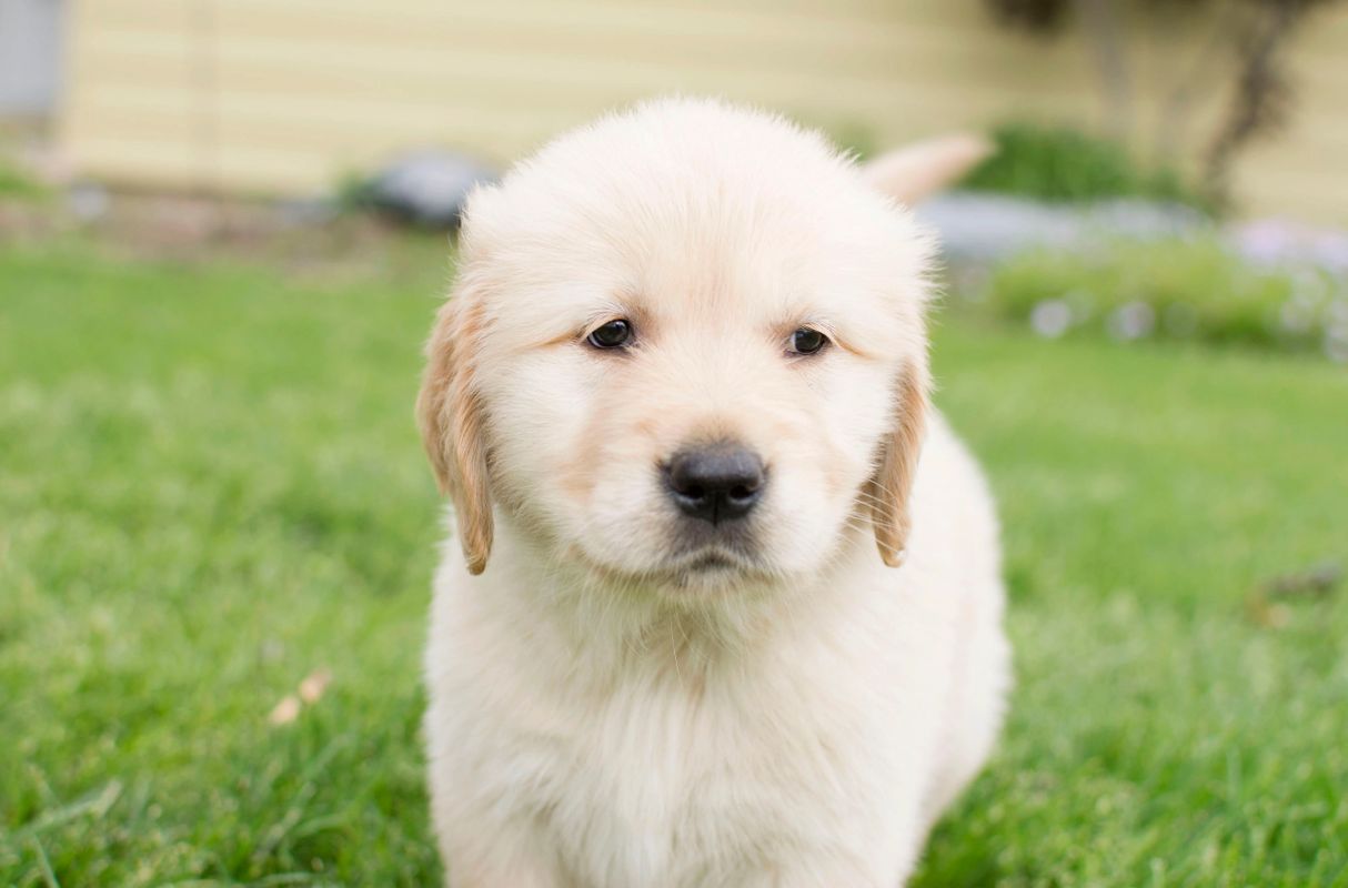 Golden Retriever Puppies For The Love Of Goldens Toledo Ohio