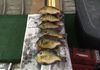 Mississippi River Haul  Kellog, MN 2018