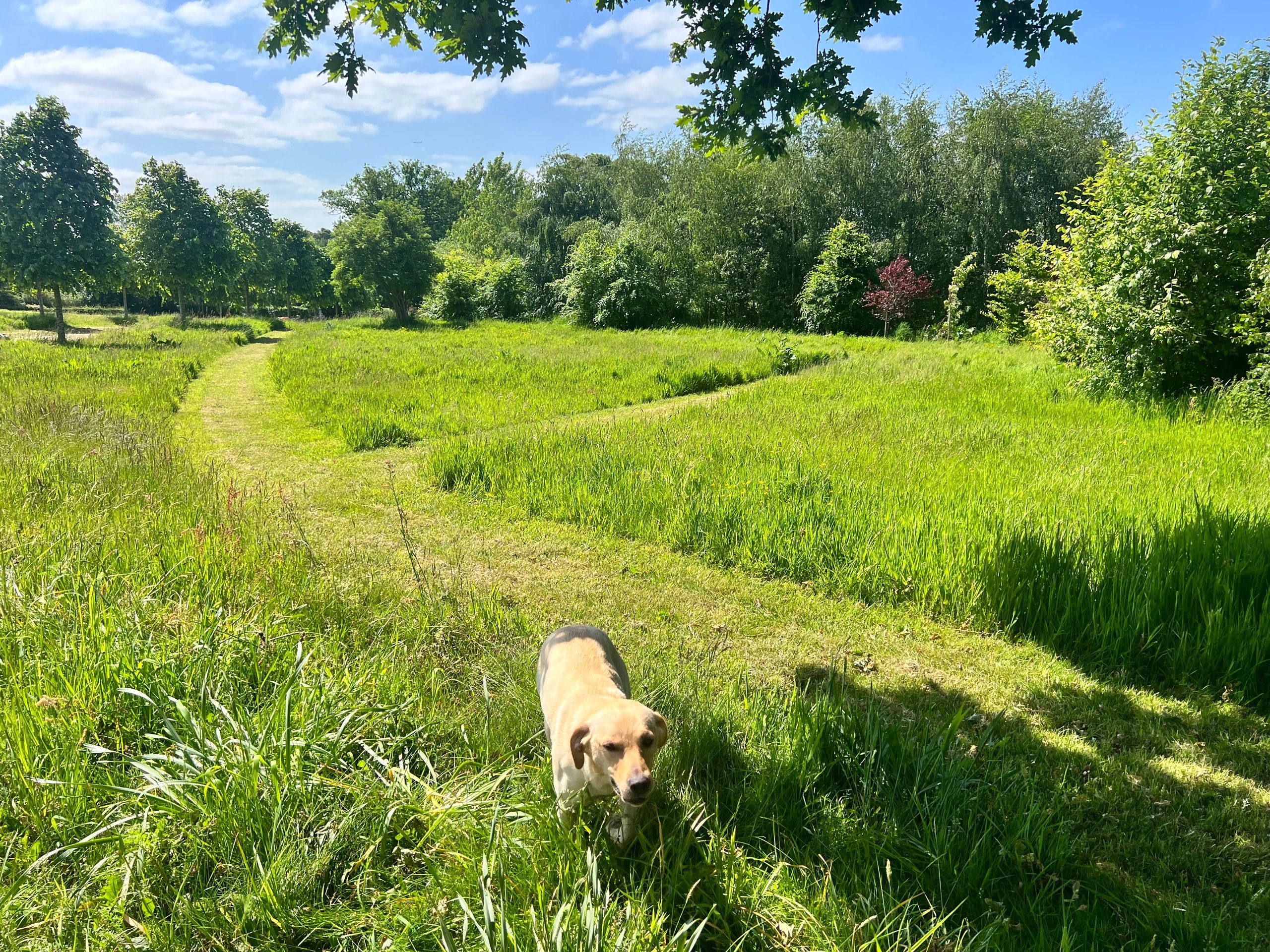Dog in meadow walking on holiday in Cheshire 