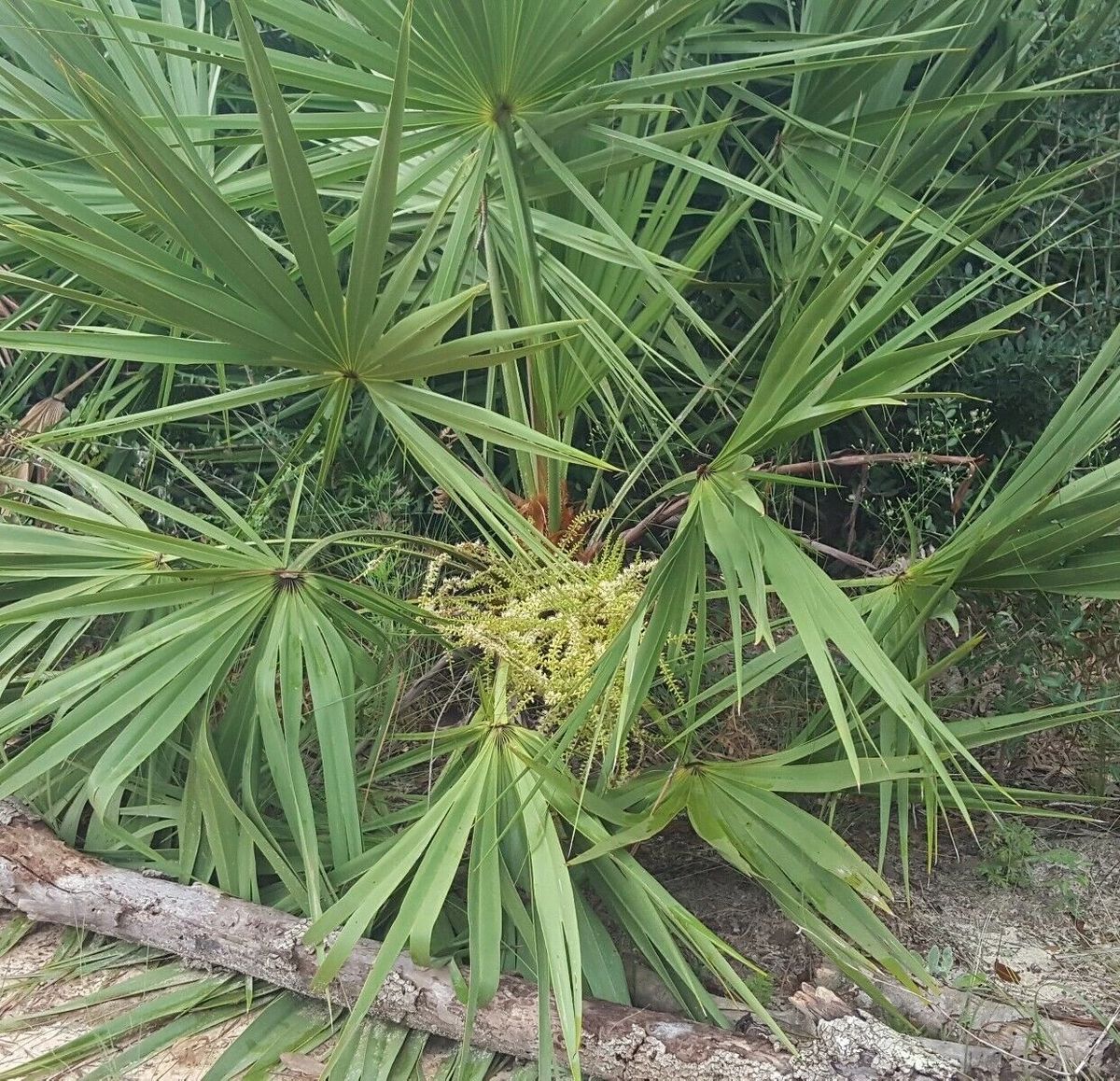 Saw Palmetto | 10-100+ Seeds | Serenoa Repens | Florida Endangered | Scrub  Palm