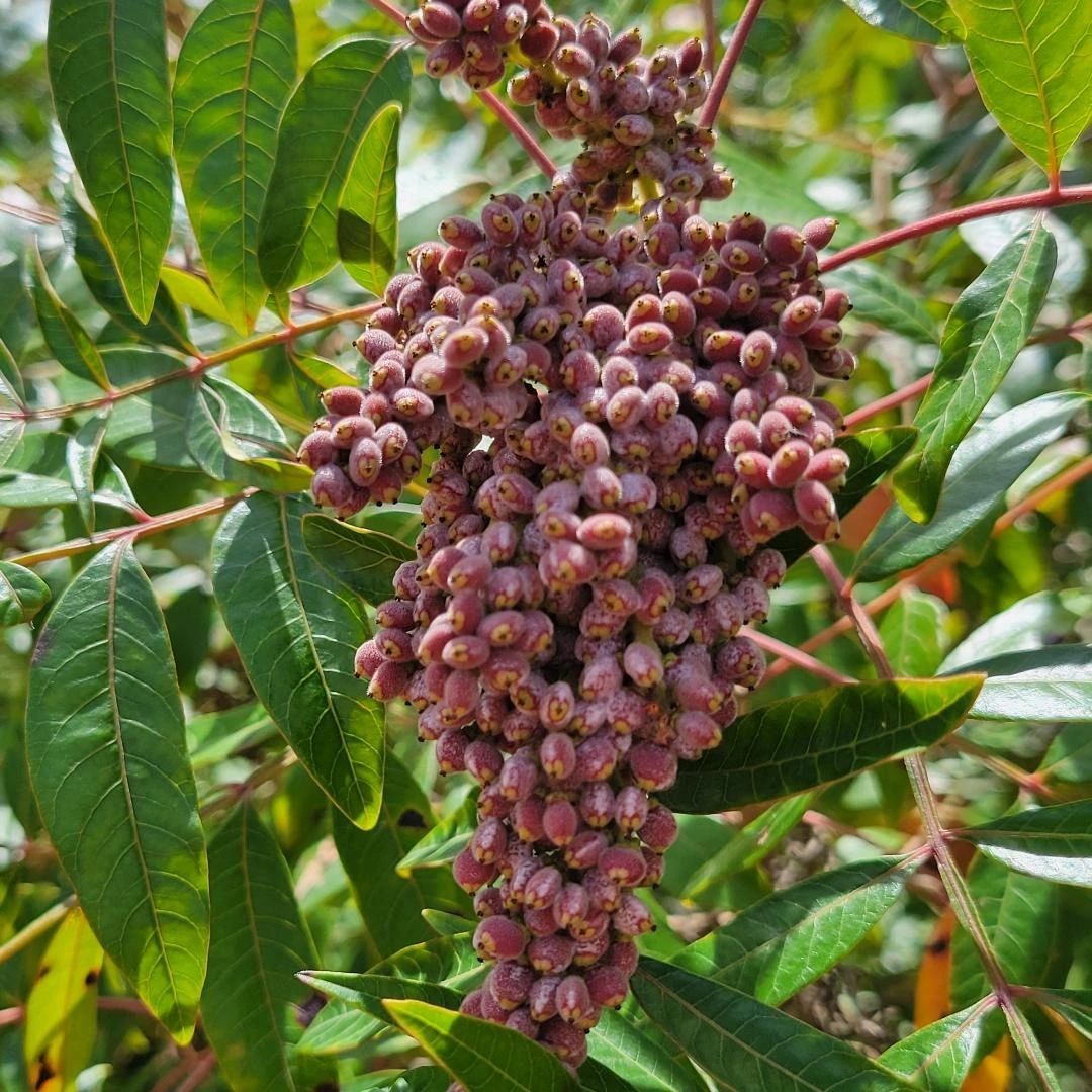 Winged Sumac 15500+ Seeds Rhus Copallinum Florida Native