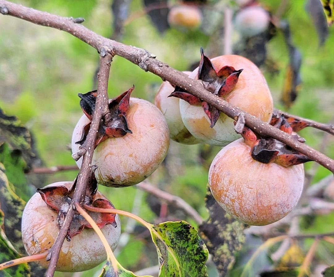 thumbnail image 2 of American Persimmon Seeds – Diospyros Virginiana – Florida Native Fruit Tree By Chill Hill Farms 2 of 6