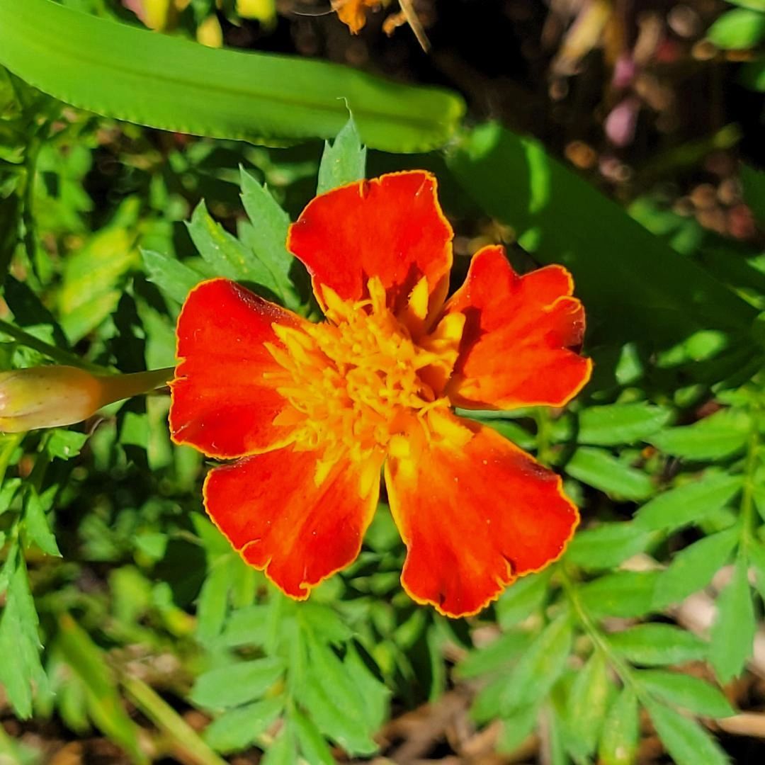 French Marigold 525+ Seeds Tagetes Patul Edible Companion Planting Kills Nematodes