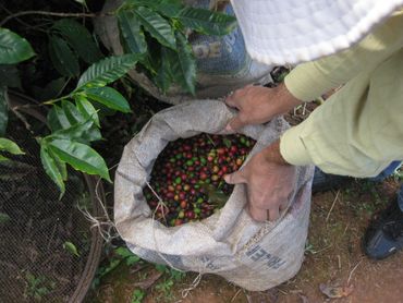 coffee beans