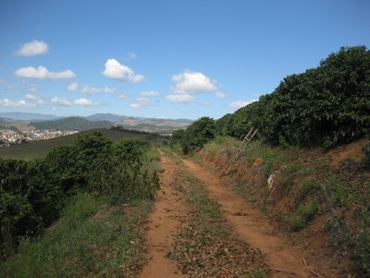 Coffee fields 